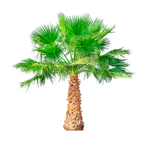 Saw Palmetto (Dwarf Palm) TestoUltra . is a component of